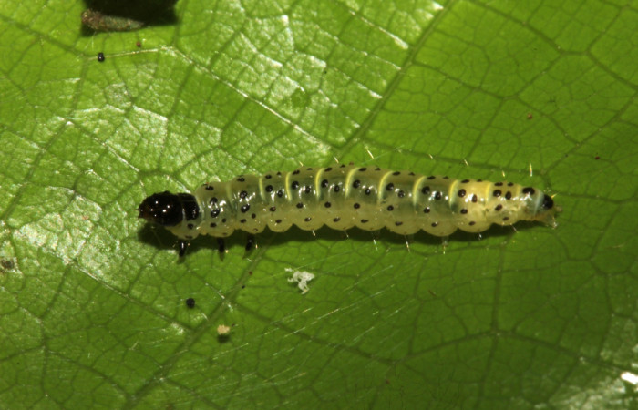 Figura 4. Detalle lateral <i>Tortyra cuprinella</i> (Choreutidae). (18-SRNP-26131-DHJ761045).