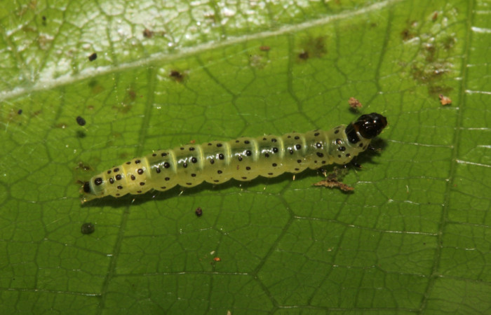 Figura 5. Detalle en último estadío <i>Tortyra cuprinella</i> (Choreutidae). (18-SRNP-26131-DHJ761047).