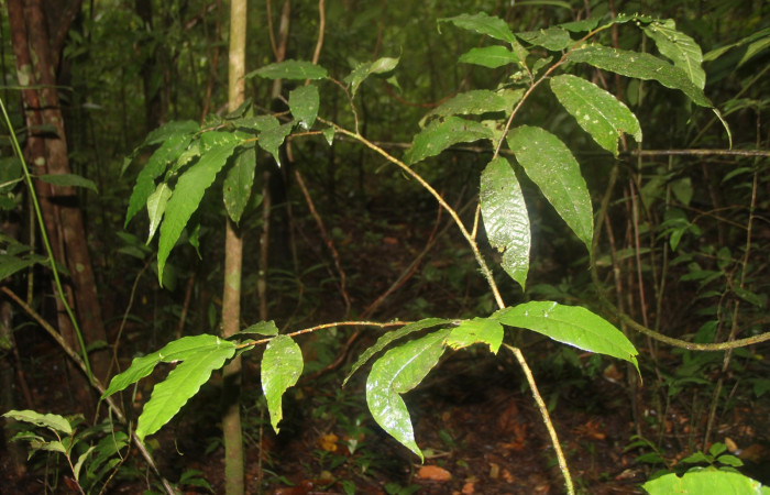 Fig 1. Planta hospedera donde se alimenta <i>Tortyra cuprinella</i> (Choreutidae), <i>Trophis involucrata</i> (Moraceae).