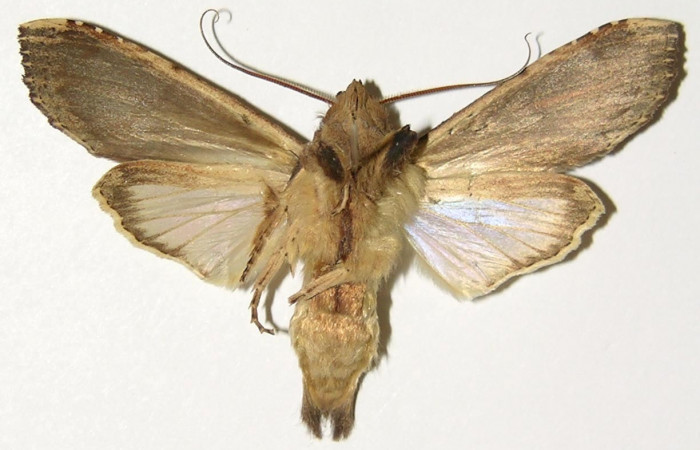 Fig. 12. Macho de <i>Nystalea ebalea</i> (Notodontidae), vista ventral, Voucher: 01-SRNP-15294-DHJ300899.