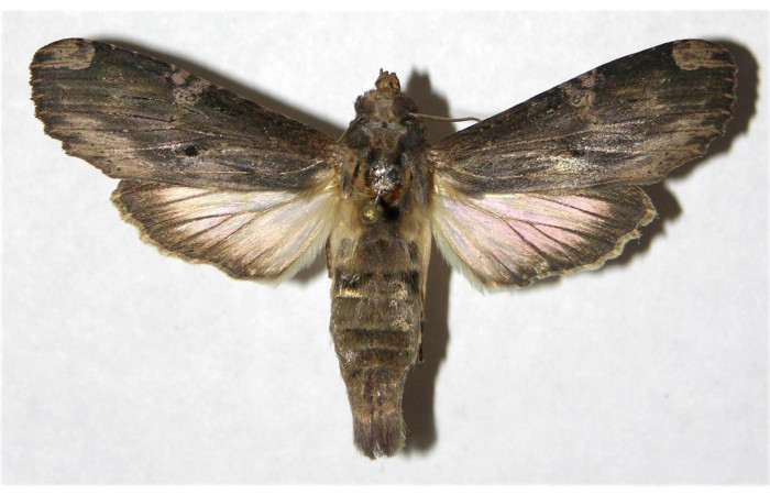 Fig. 13. Hembra de <i>Nystalea ebalea</i> (Notodontidae), vista dorsal, Voucher: 05-SRNP-57773-DHJ322556.