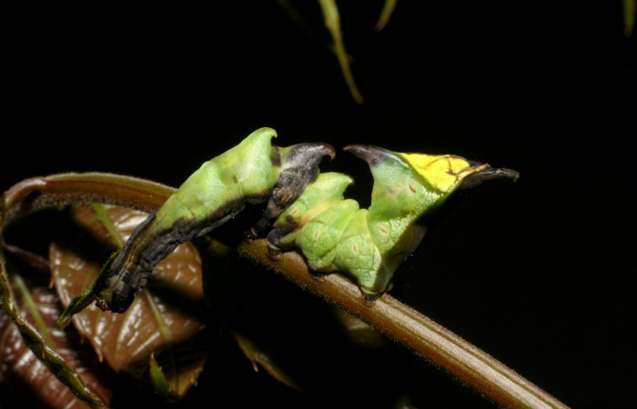Fig. 2. Larva de <i>Nystalea ebalea</i> (Notodontidae) comiendo <i>Spondias mombin</i> (Anacardiaceae) Voucher: 06-SRNP-3915-DHJ410611.