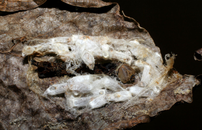 Fig. 10. Capullos de <i>Hypomicrogaster</i> OVRGDHJ06 (Braconidae) parásito en oruga de <i>Nystalea ebalea</i> (Notodontidae), Voucher: 06-SRNP-58731-DHJ419207.