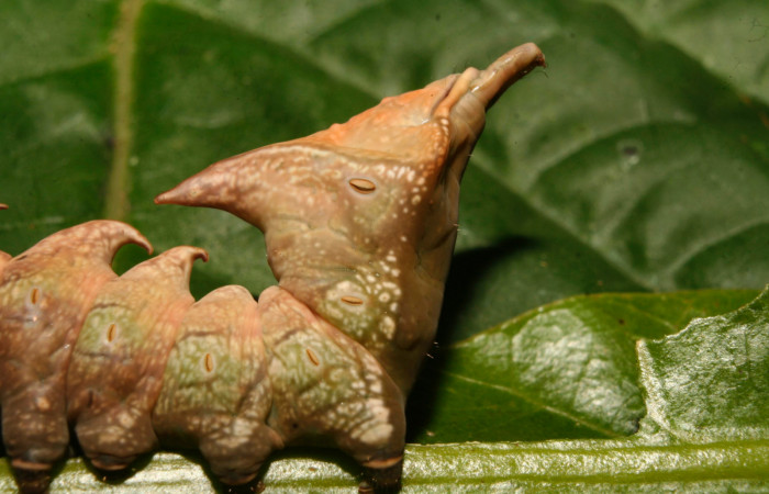 Fig. 7. Detalle posterior lateral de <i>Nystalea ebalea</i> (Notodontidae) comiendo <i>Anacardium occidentale</i> (Anacardiaceae) Voucher: 14-SRNP-70356-DHJ703992.