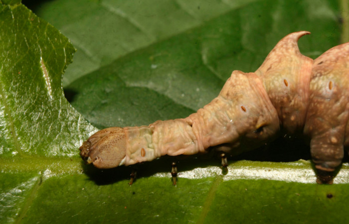 Fig. 5. Detalle cabeza de <i>Nystalea ebalea</i> (Notodontidae) comiendo <i>Anacardium occidentale</i> (Anacardiaceae) Voucher: 14-SRNP-70356-DHJ703993.