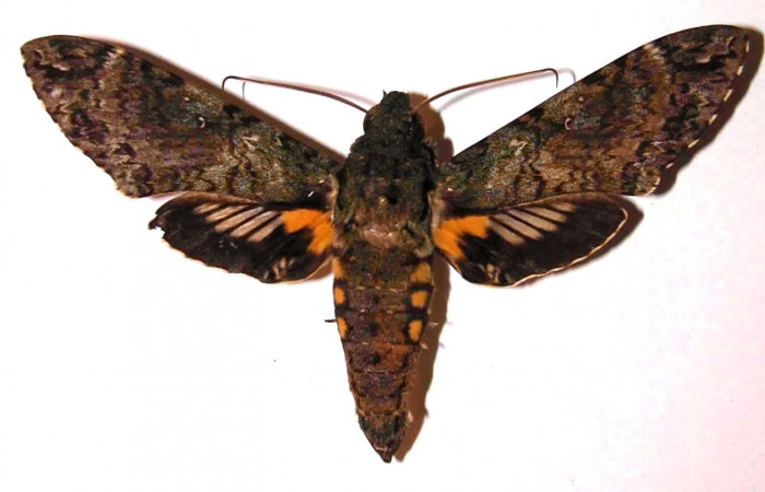 Figura 20. Adulto <i>Cocytius duponchel</i> (Sphingidae), macho posición dorsal. 02- SRNP-6918-DHJ35496.
