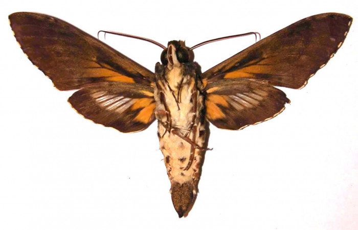 Figura 21. Adulto <i>Cocytius duponchel</i> (Sphingidae), macho posición ventral. 02- SRNP-6918-DHJ35496.  