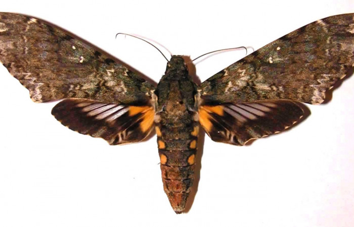 Figura 22. Adulto <i>Cocytius duponchel</i> (Sphingidae), hembra posición dorsal. 02- SRNP-6919-DHJ35498.