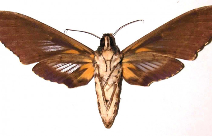 Figura 23. Adulto <i>Cocytius duponchel</i> (Sphingidae), hembra posición ventral. 02- SRNP-6919-DHJ35499.