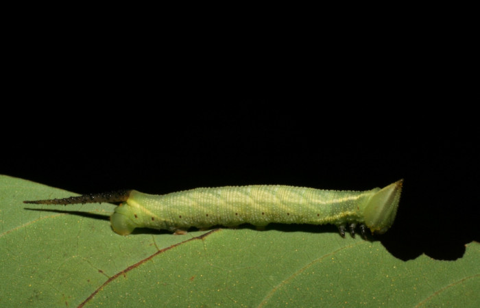 Figura 3. Larva <i>Cocytius duponchel</i> (Sphingidae), posición lateral en la hoja de la planta <i>Annona papilionella</i> (Annonaceae). 05-SRNP-42009-DHJ407380.jpg.