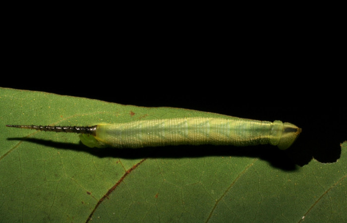 Figura 4. Larva <i>Cocytius duponchel</i> (Sphingidae), posición ldorsal en la hoja de la planta <i>Annona papilionella</i> (Annonaceae). 05-SRNP-42009-DHJ407381.jpg.  