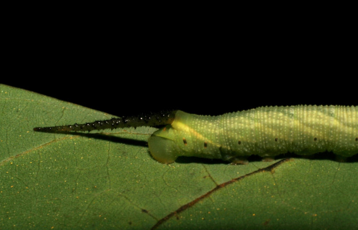 Figura 6. Larva <i>Cocytius duponchel</i> (Sphingidae), posición cola en la hoja de la planta <i>Annona papilionella</i> (Annonaceae). 05-SRNP-42009-DHJ407384.jpg.