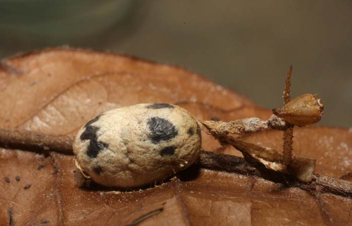 Figura 24. Parásito Cryptophion manueliDHJ01 (Ichneumonidae), de <i>Cocytius duponchel</i> (Sphingidae, 12-SRNP-3001-DHJ801096.jpg.