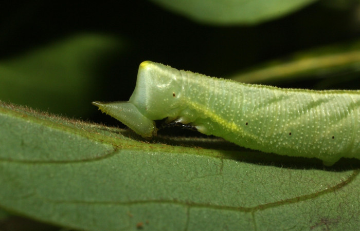 Figura 7. Larva <i>Cocytius duponchel</i> (Sphingidae), posición lateral cabeza en la hoja de la planta <i>Annona rensoniana</i> (Annonaceae). 15-SRNP-35126-DHJ709143.jpg.