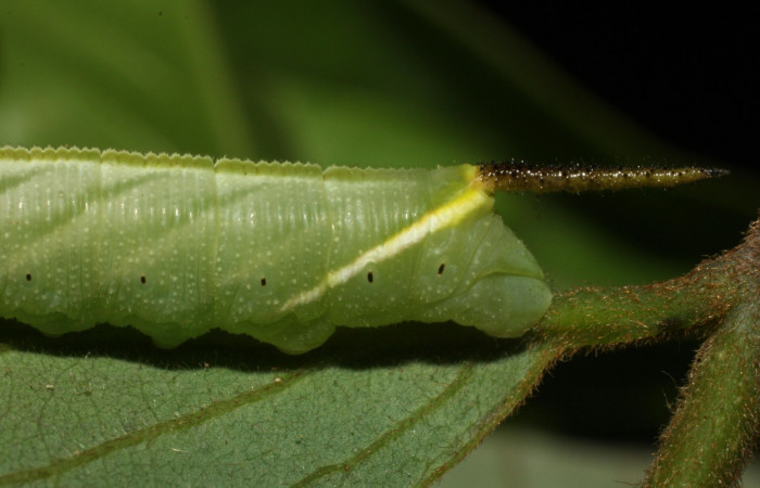 Figura 10. Larva <i>Cocytius duponchel</i> (Sphingidae), posición cola con cuerno en el  extremo, en la hoja de la planta <i>Annona rensoniana</i> (Annonaceae). 15-SRNP-35126- DHJ709147.jpg.