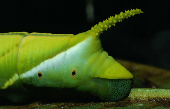 Figura 15. Larva <i>Cocytius duponchel</i> (Sphingidae), posición lateral cabeza en la hoja de la planta <i>Xylopia frutescens</i> (Annonaceae). 97-SRNP-4293-DHJ42477.jpg.