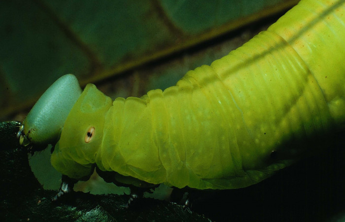 Figura 16. Larva <i>Cocytius duponchel</i> (Sphingidae), posición lateral cola (cuerno), en la hoja de la planta <i>Annona purpurea</i> (Annonaceae). 90-SRNP-2140-DHJ13326.jpg.