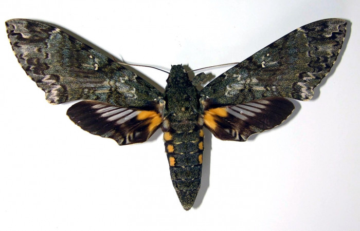 Figura 1. Adulto <i>Cocytius duponchel</i> (Sphingidae), macho posición dorsal. 90- SRNP-2142-DHJ95232.        