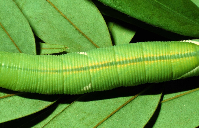Figura 11. Larva <i>Cocytius duponchel</i> (Sphingidae), posición dorsal en la hoja de la planta <i>Xylopia frutescens</i> (Annonaceae). 97-SRNP-4293-DHJ42471.jpg.