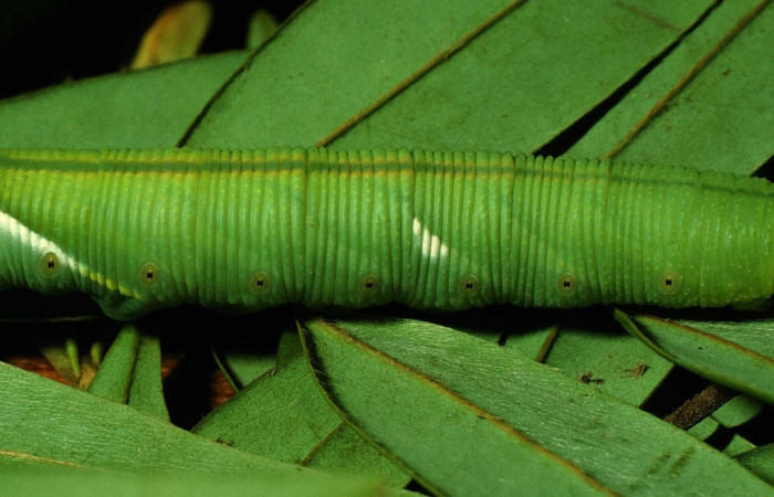 Figura 12. Larva <i>Cocytius duponchel</i> (Sphingidae), posición lateral en la hoja de la planta <i>Xylopia frutescens</i> (Annonaceae). 97-SRNP-4293-DHJ42473.jpg.