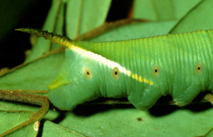 Figura 13. Larva <i>Cocytius duponchel</i> (Sphingidae), posición lateral cola (cuerno). en la hoja de la planta <i>Xylopia frutescens</i> (Annonaceae). 97-SRNP-4293-DHJ42475.jpg.