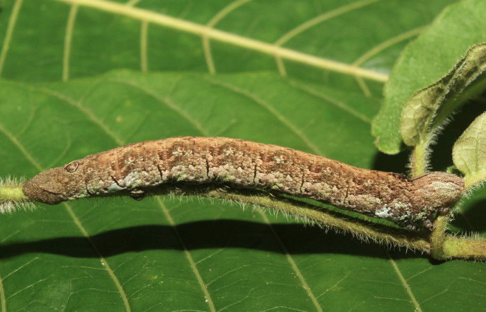 Figura 3. Larva <i>Erinnyis oenotrus</i> (Sphingidae), en penúltimo estadío (PU), vista lateral, localidad Medrano, Sector Pitilla ACG (380m). Voucher: 19-SRNP-70707-DHJ751048.jpg.
