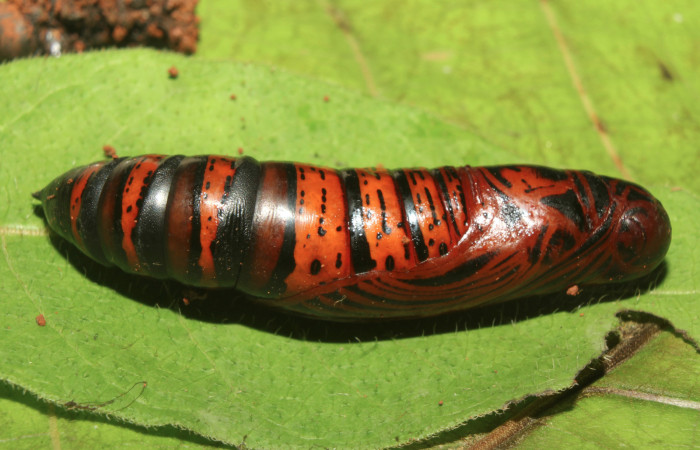 Figura 6. Pupa de <i>Erinnyis oenotrus</i> (Sphingidae), vista lateral, localidad Medrano, Sector Pitilla ACG (380m). Voucher: 19-SRNP-70707-DHJ751455.jpg.
