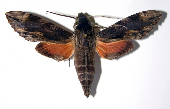 Figura 7. Adulto de <i>Erinnyis oenotrus</i> (Sphingidae), macho vista dorsal, localidad Bosque San Emilio, Sector Santa Rosa ACG (300m). Voucher: 82-SRNP-245-DHJ95326.jpg.