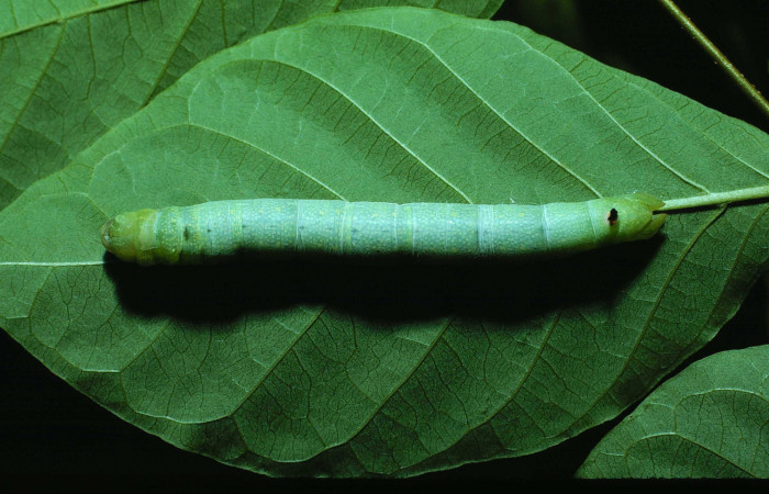 Figura 2. Larva <i>Erinnyis oenotrus</i> (Sphingidae), en tercer estadío (PPU), vista dorsal, localidad Bosque San Emilio, Sector Santa Rosa ACG (300m). Voucher: 84-SRNP-831-DHJ7709.jpg.