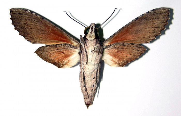 Figura 10. Adulto de <i>Erinnyis oenotrus</i> (Sphingidae), hembra vista dorsal, localidad Bosque Humedo, Sector Santa Rosa ACG (290m). Voucher: 85-SRNP-219-DHJ95333.jpg.