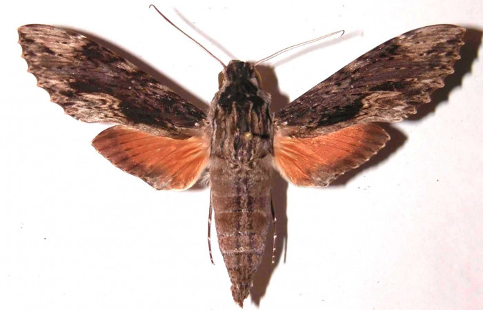 Figura 1. Adulto de <i>Erinnyis oenotrus</i> (Sphingidae), macho vista dorsal, localidad Area Administrativa, Sector Santa Rosa ACG (295m). Voucher: 85-SRNP-220.1-DHJ35698.jpg.