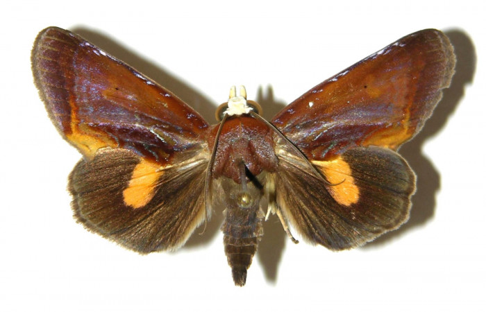 Figura 7. Adulto de <i>Gonodonta fulvangula</i>, vista dorsal. (03-SRNP-11150-DHJ311940).