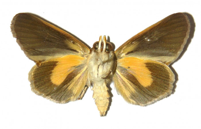 Figura 8. Adulto de <i>Gonodonta fulvangula</i>, vista ventral. (03-SRNP-11150-DHJ311941).