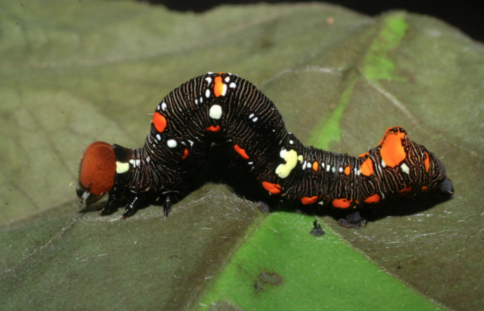 Figura 5. Larva de <i>Gonodonta fulvangula</i> vista lateral en último estadio. (08-SRNP-56296-DHJ442778).