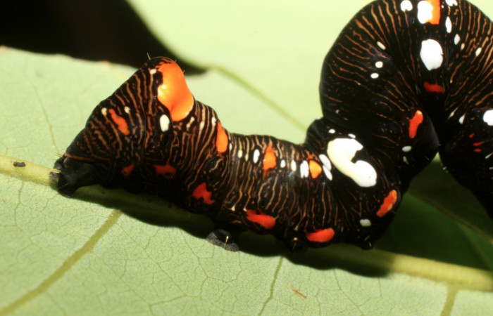 Figura 3. Larva de <i>Gonodonta fulvangula</i> detalle de manchas en su dorso y lateral en último estadio. (14-SRNP-44315-DHJ803366).