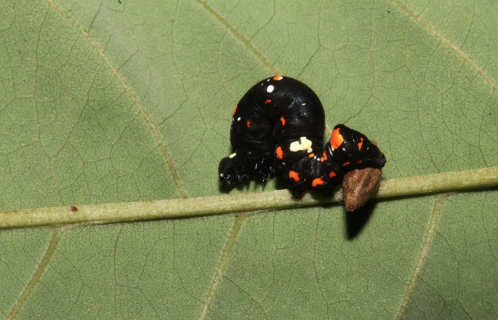 Figura 12. Capullo de Braconidae, parásito que ataca a la larva <i>Gonodonta fulvangula</i>. (15-SRNP-40348-DHJ724377).