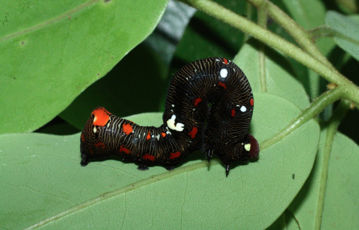 Figura 2. Larva de <i>Gonodonta fulvangula</i> en último estadio vista lateral.  (18-SRNP-20416-DHJ711166).