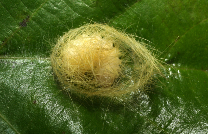 Fig 5. Pupa <i>Correbia undulata</i>. Estación Biológica Quica, Sendero Medrano. Voucher 12-SRNP-71170-DHJ495464.