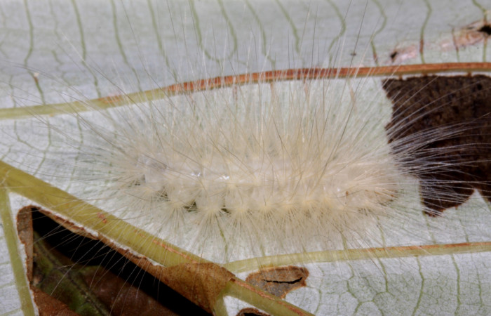Fig 1. Larva <i>Correbia undulata</i>  dorsal entero, penúltimo estadio localizada en  Sendero Pasmompa. Sector Pitilla, planta <i>Cecropia insignis</i>. 
Voucher 14-SRNP-31641-DHJ721395