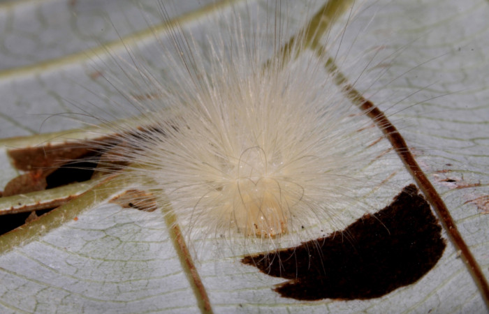 Fig 2. Larva <i>Correbia undulata</i> mostrando cara penúltimo estadio
Voucher 14-SRNP-31641DHJ721397. Sendero Pasmompa Sector Pitilla.