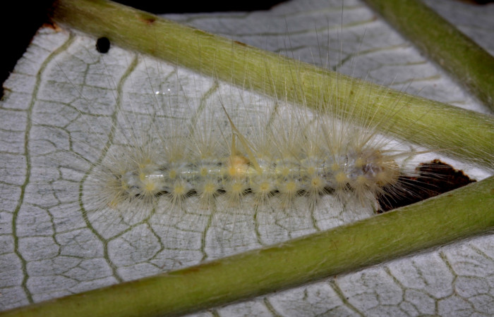 Fig 3. Larva <i>Correbia undulata</i> lateral entero, último estadio se localiza en  Sendero Pasmompa Sector Pitilla. Voucher 14-SRNP-31641DHJ721400.