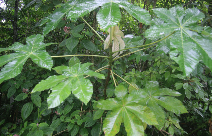 Fig 4. <i>Cecropia insignis</i>. Planta hospedera de larva. <i>Correbia undulata</i> (Erebidae) localidad Estación Llanura, foto tomada 08/10/ 2019 Cirilo Umaña  Dominguez.