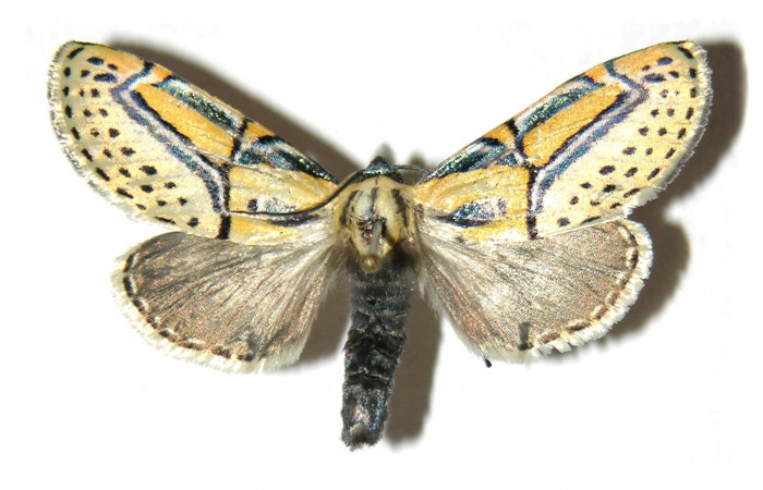 Figura 12. Adulto de <i>Diphthera festiva</i> (Nolidae), macho vista dorsal, localidad Finca Jenny Sector Santa Rosa ACG (205m). Voucher: 04-SRNP-12367-DHJ313836.jpg.