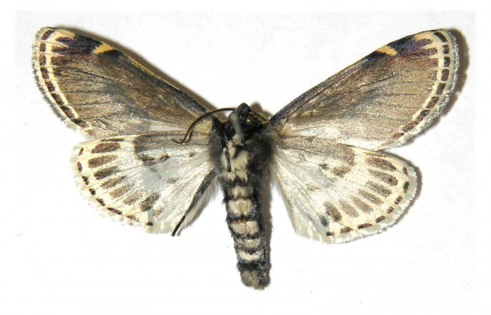 Figura 13. Adulto de <i>Diphthera festiva</i> (Nolidae), macho vista ventral, localidad Finca Jenny Sector Santa Rosa ACG (205m). Voucher: 04-SRNP-12367-DHJ313837.jpg.