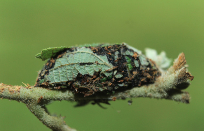 Figura 10. Capullo de <i>Diphthera festiva</i> (Nolidae) vista dorsal, localidad Quebradona Estación Quica Sector Pitilla ACG (475m). Voucher: 15-SRNP-72492-DHJ732255.jpg.