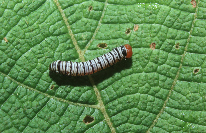 Figura 6. Larva <i>Diphthera festiva</i> (Nolidae), tercer estadío (PPU) vista dorsal, localidad Medrano Estación Quica Sector Pitilla ACG (380m). Voucher: 16-SRNP-71122-DHJ733188.jpg.