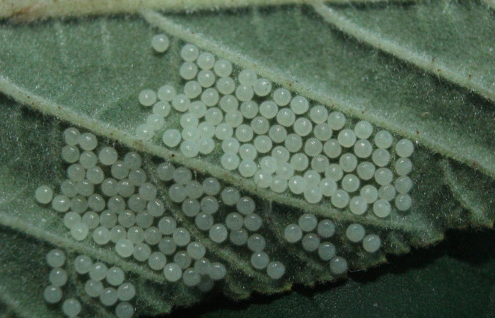 Figura 2. Huevos de <i>Diphthera festiva</i> (Nolidae), vista dorsal, localidad Medrano Estación Quica Sector Pitilla ACG (380m). Voucher: 16-SRNP-71882-DHJ733491.jpg.