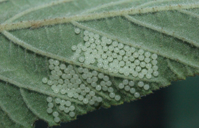 Figura 3. Huevos de <i>Diphthera festiva</i> (Nolidae), vista dorsal, localidad Medrano Estación Quica Sector Pitilla ACG (380m). Voucher: 16-SRNP-71882-DHJ733492.jpg.