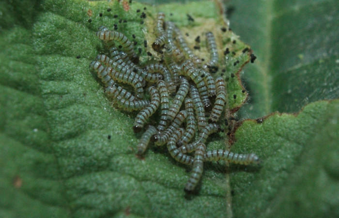 Figura 4. Larvitas <i>Diphthera festiva</i> (Nolidae), primer estadío (I) vista dorsal, localidad Medrano Estación Quica Sector Pitilla ACG (380m). Voucher: 16-SRNP-71882-DHJ733495.jpg.