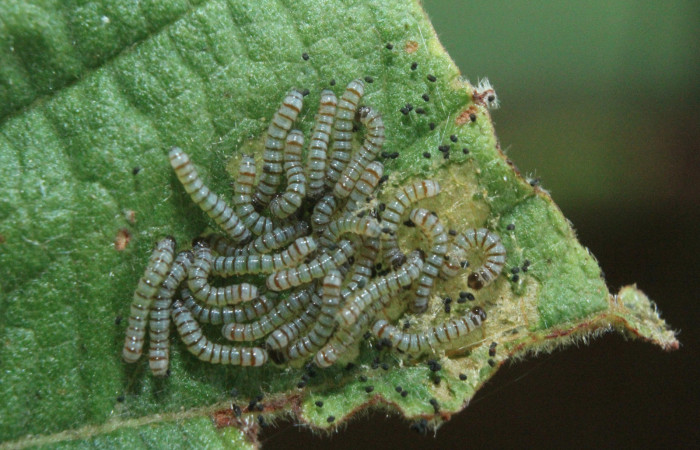 Figura 5. Larvitas <i>Diphthera festiva</i> (Nolidae), primer estadío (I) vista dorsal, localidad Medrano Estación Quica Sector Pitilla ACG (380m). Voucher: 16-SRNP-71882-DHJ733497.jpg.